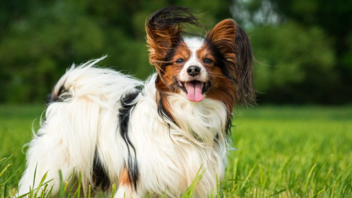 Papillon. Las 10 razas de perros más inteligentes: Nombres y fotos