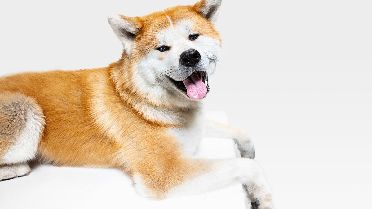 Akita Inu.