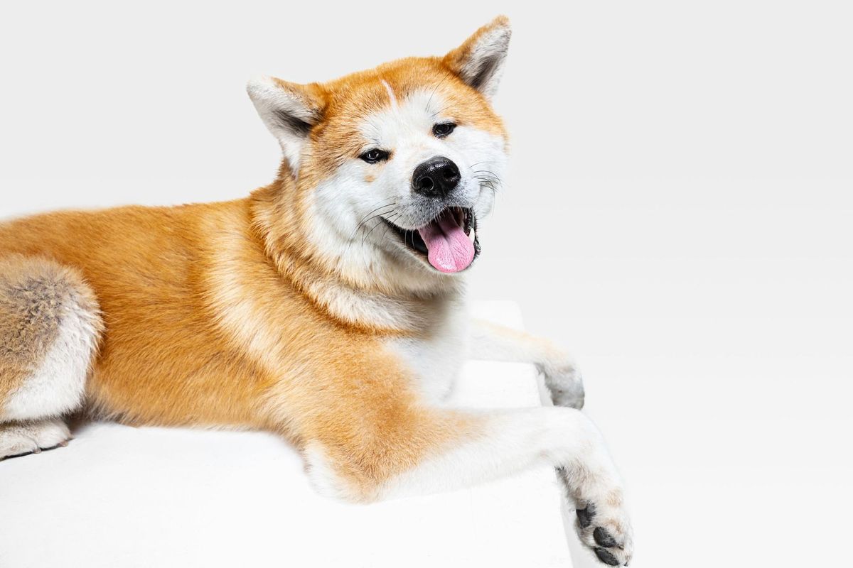 Akita Inu.