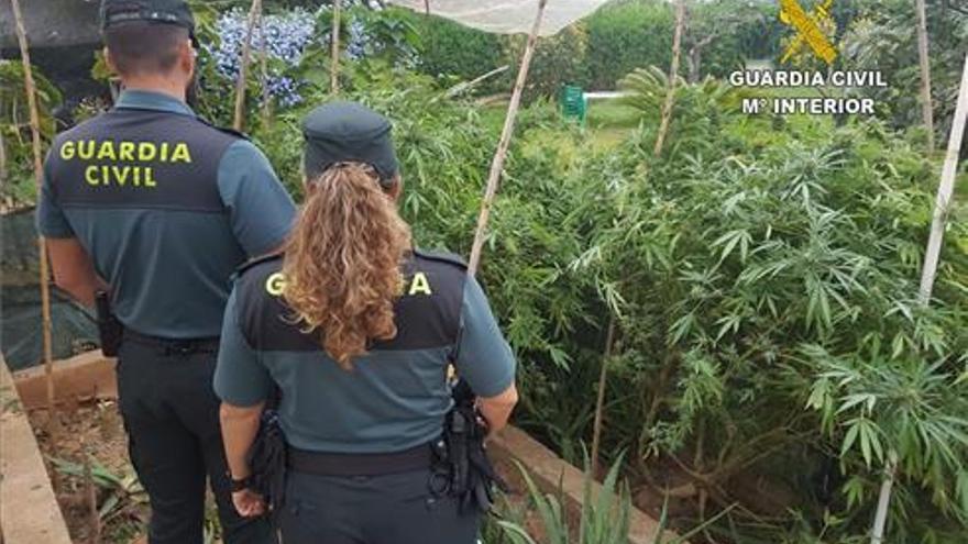 Sorprendido con 11 plantas de marihuana en Benicarló