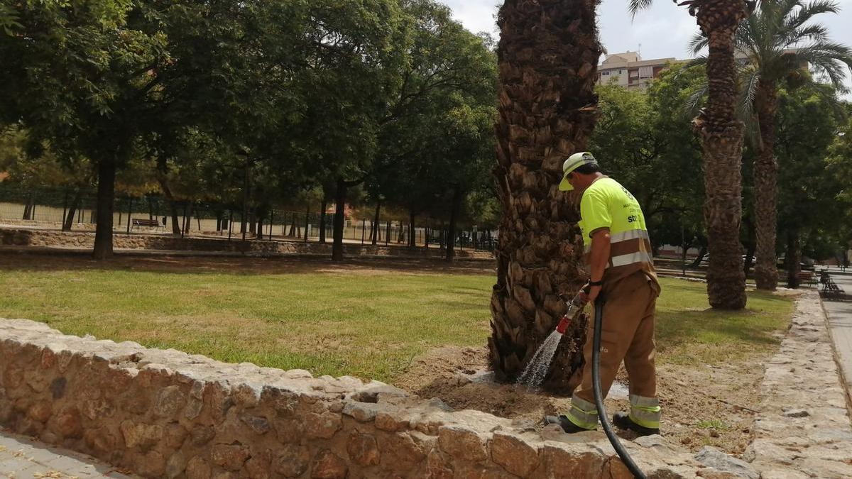Un operario de las zonas verdes refuerza el riego de una palmera en Alicante.