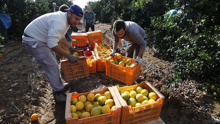 La producción de cítricos en Córdoba se reduce un 50% respeto al anterior cuatrienio por la sequía