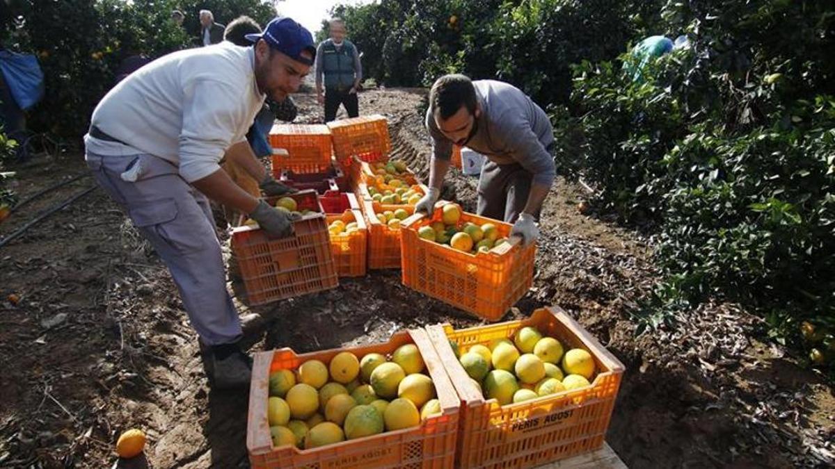 Recolección de naranjas en una finca de la provincia de Córdoba.