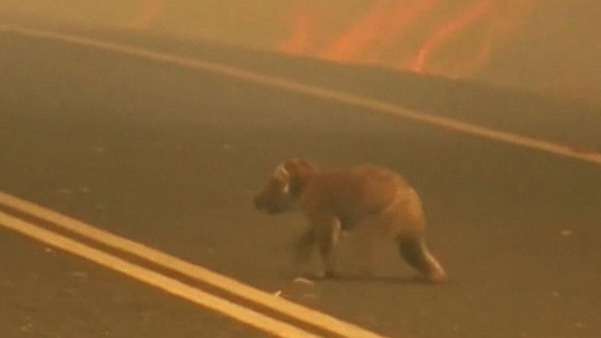 Los koalas se enfrentan al fuego en Australia.