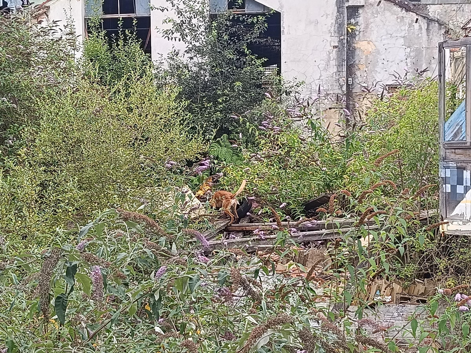 Así entrena la Unidad Canina de Rescate del Principado de Asturias, con sede en La Morgal