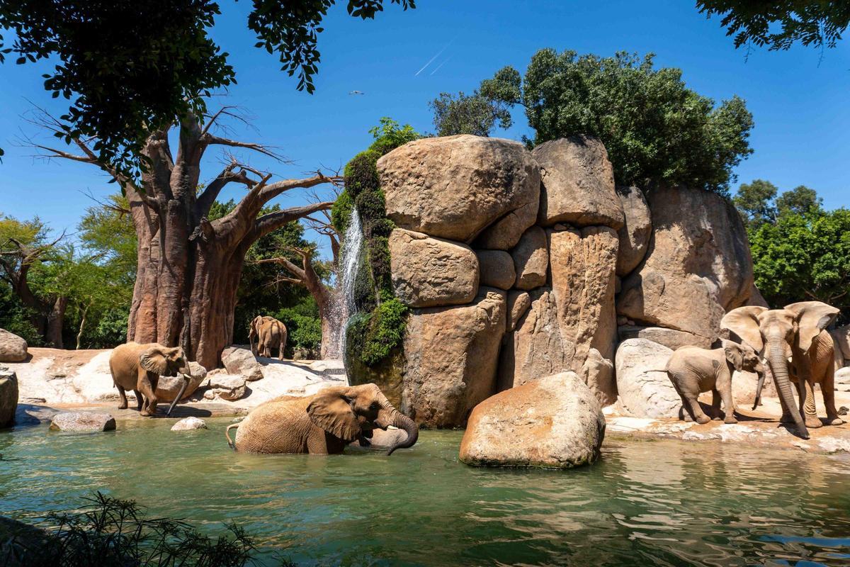 Elefantes jugando en el agua del lago en la sabana de Bioparc Valencia.