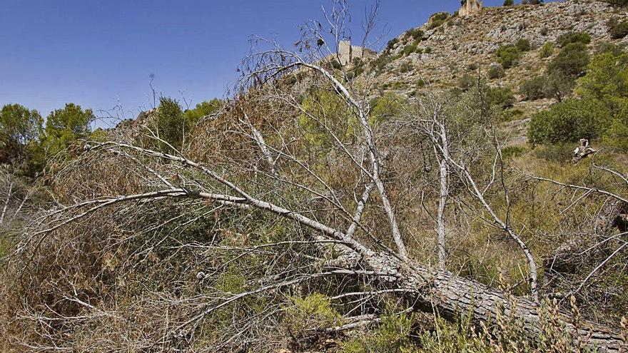 Xàtiva Todo igual un año después