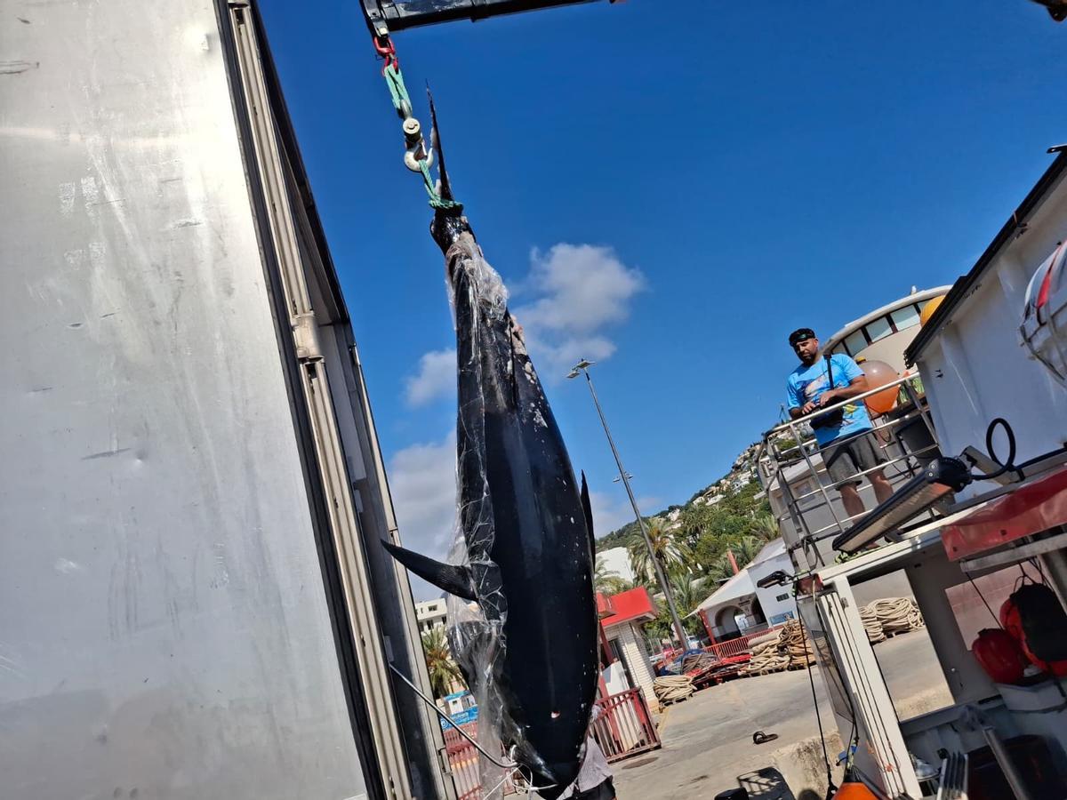 Actividad frenética en el puerto de Xàbia: las imágenes de la descarga de los atunes