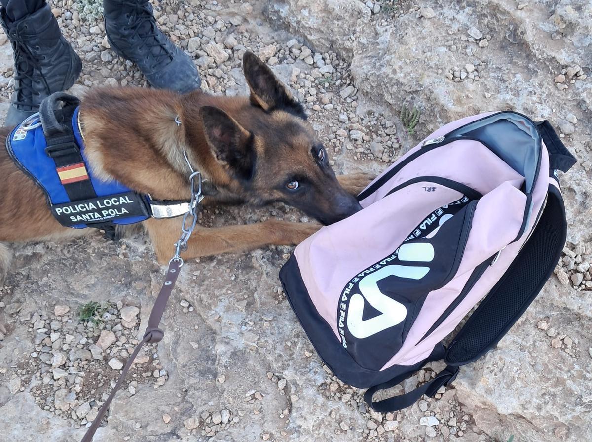 El perro huele una mochila