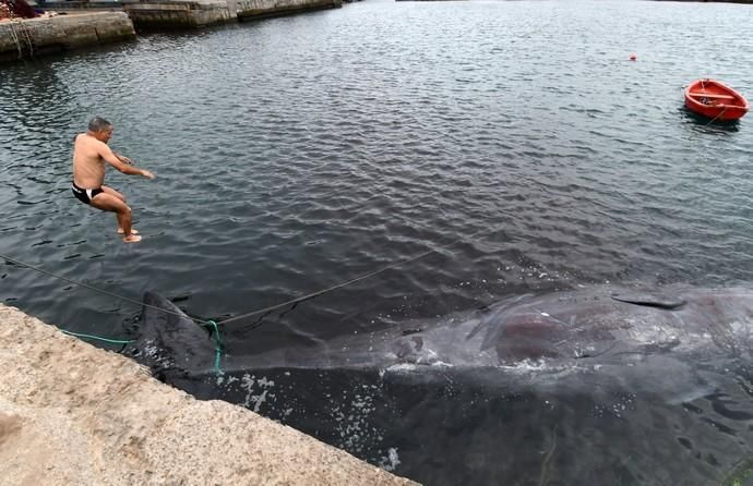 14/03/2019 TALIARTE. TELDE. Recogida del cachalote varado en la costa de Telde.   Fotografa: YAIZA SOCORRO.