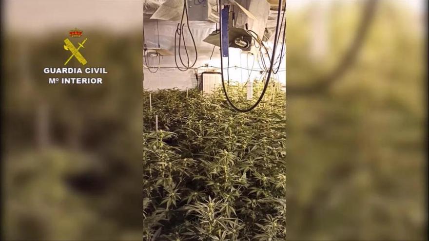 Desarticulen una organització de cultiu de marihuana en una casa ocupada de Monistrol