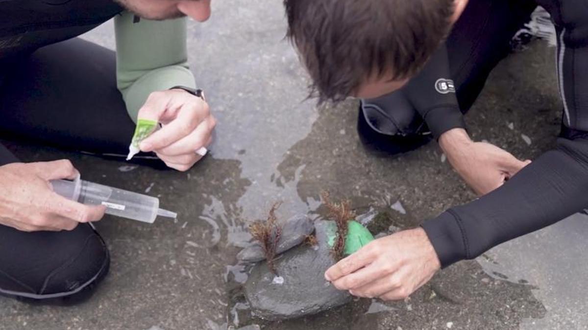 Els científics reintroduint l'alga extingida ara fa quatre dècades al Cap de Creus a la badia de Portlligat