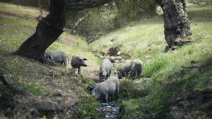 Una piara de cerdos de Señorío de Montanera en la dehesa extremeña.