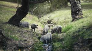 La Xina descobreix el porc ibèric extremeny: no hi ha prou pastura de glans per a tantes comandes