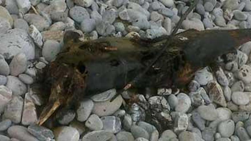 Los dos delfines aparecidos en la playa de Torbas, en Coaña.