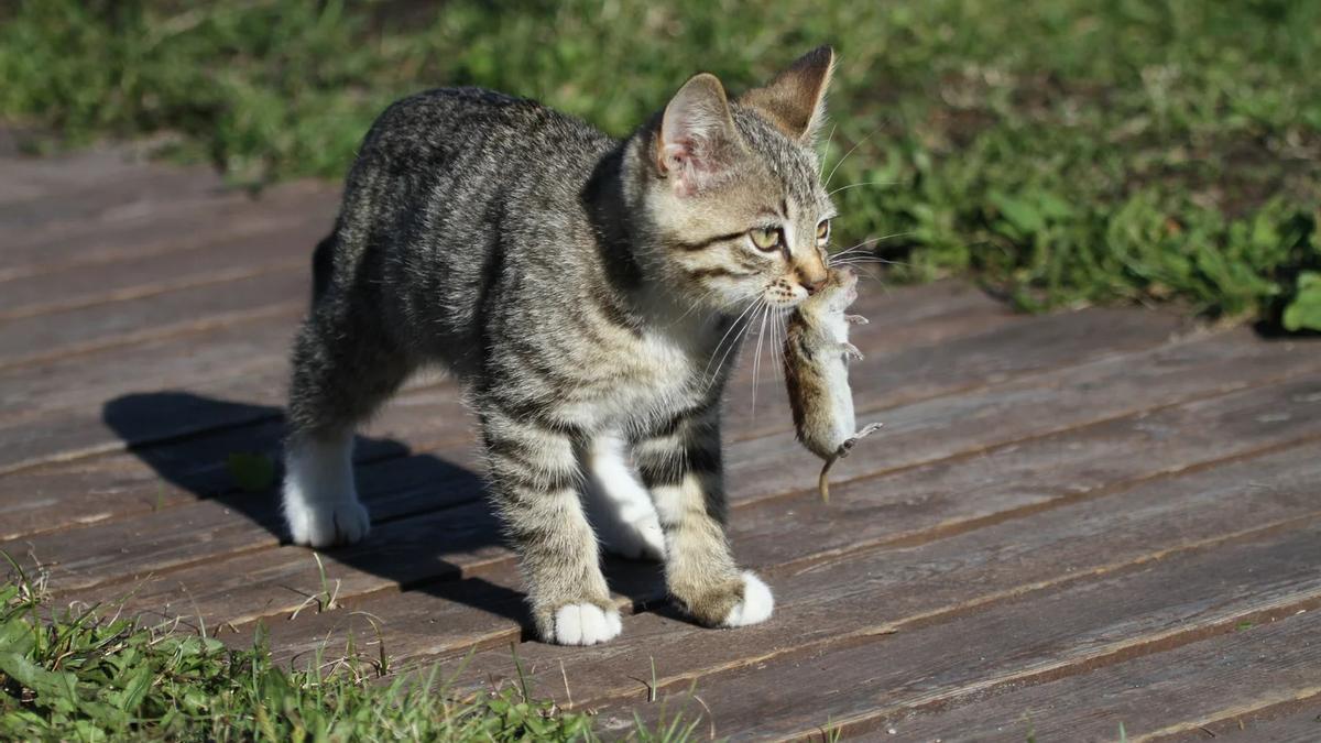 Un gato con una presa.