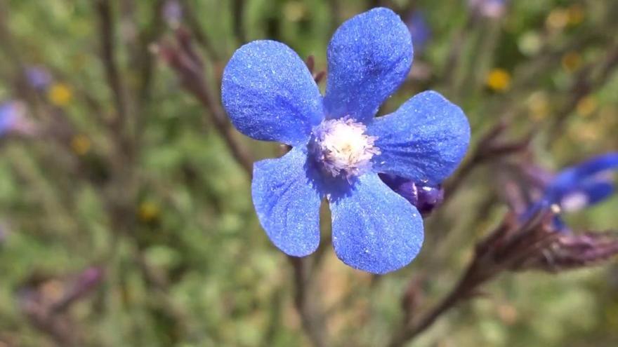 Chupamieles o Lengua azul: la preciosa flor que puedes encontrar por Córdoba y con la que pervive  una curiosa costumbre