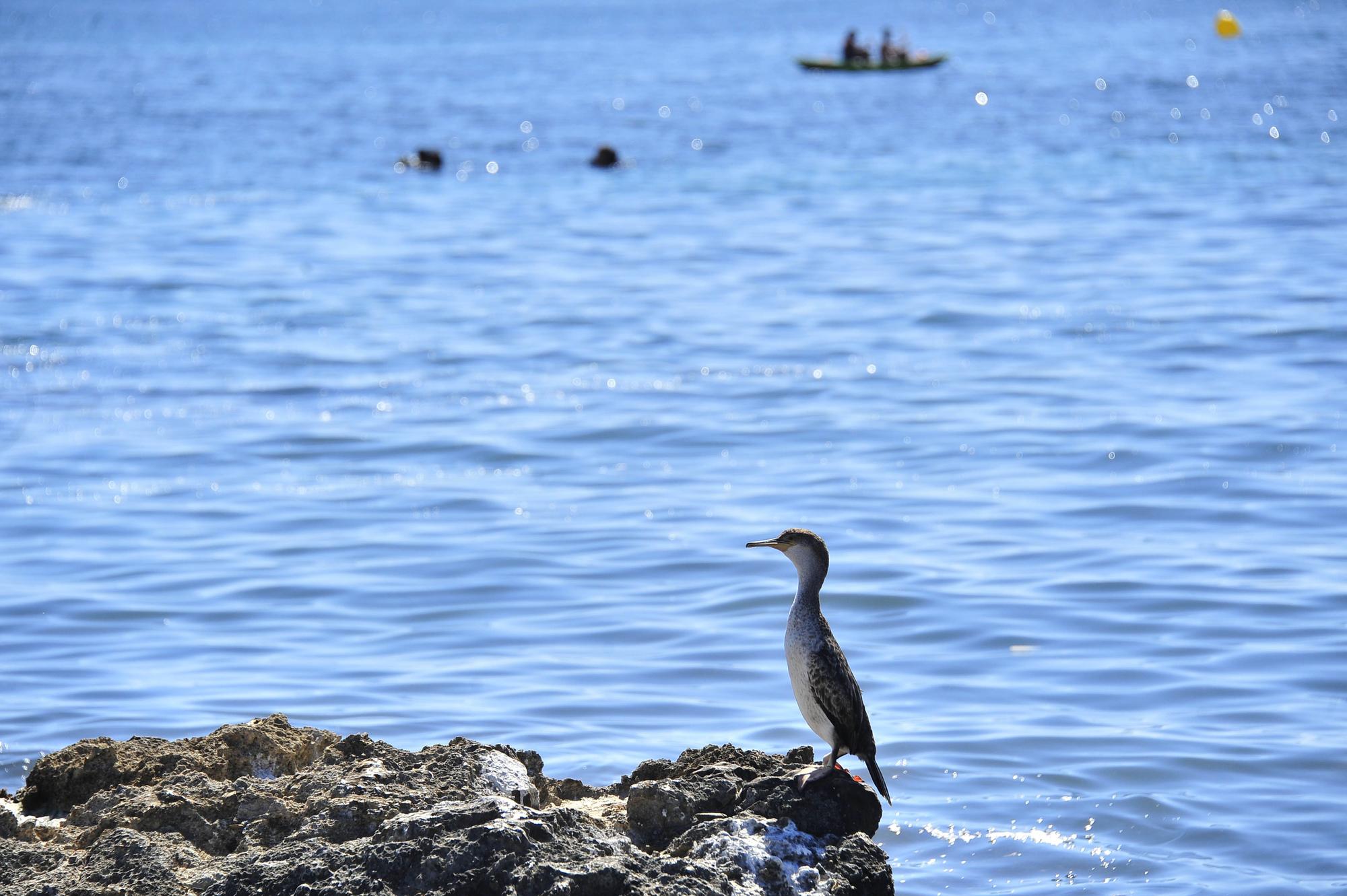 Recogida de plásticos en el fondo marino en la Playa del Carabassi