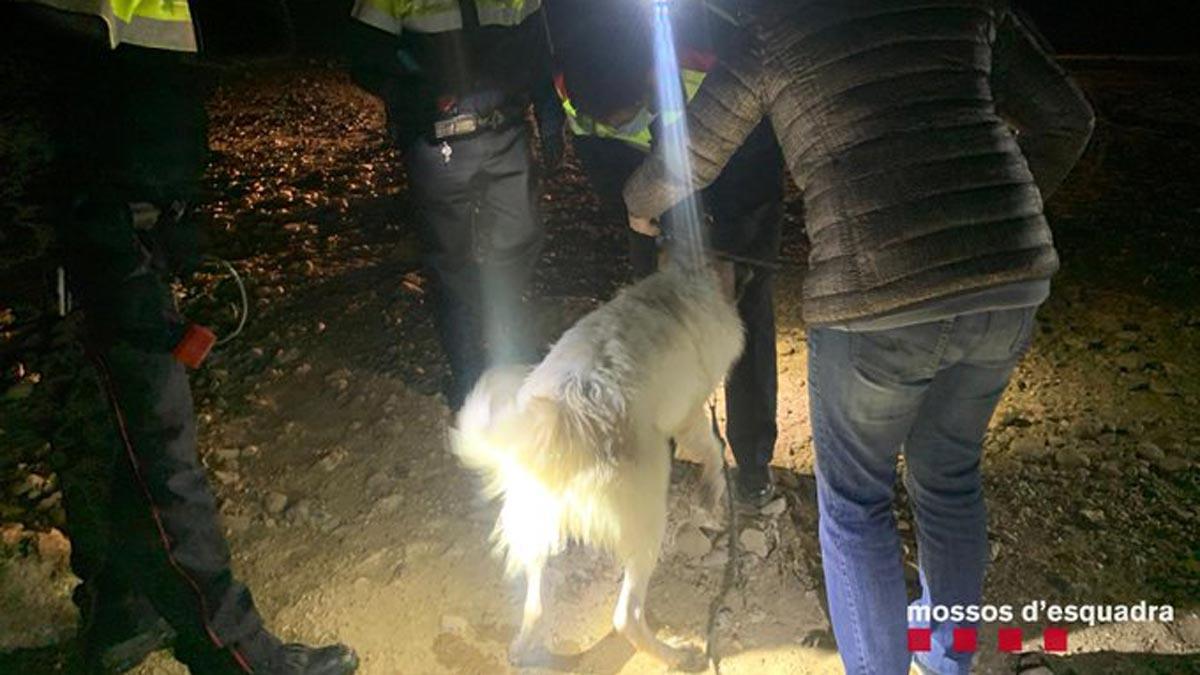Vídeo | Rescatat un gos que va ser llançat al pantà de Sant Antoni de Tremp Vídeo | Rescatat un gos que va ser llançat al pantà de Sant Antoni de Tremp