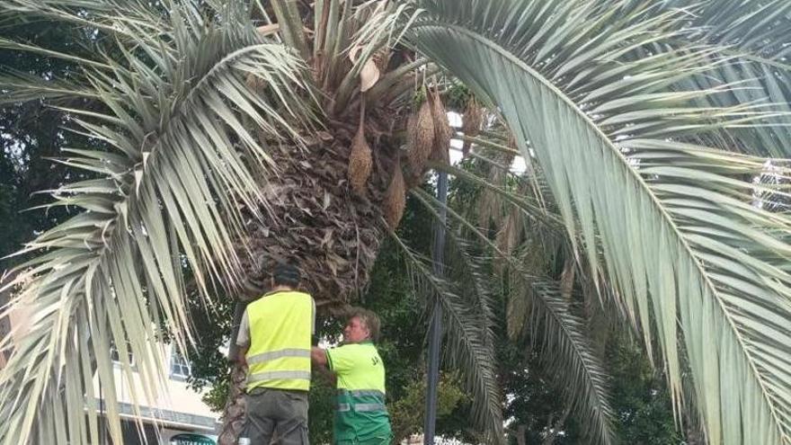 Pájara instala anillos para que las ratas no trepen en las palmeras