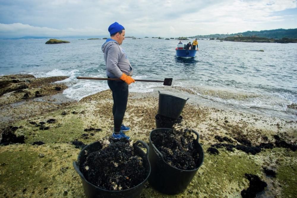 El cultivo de mejillón en Galicia.