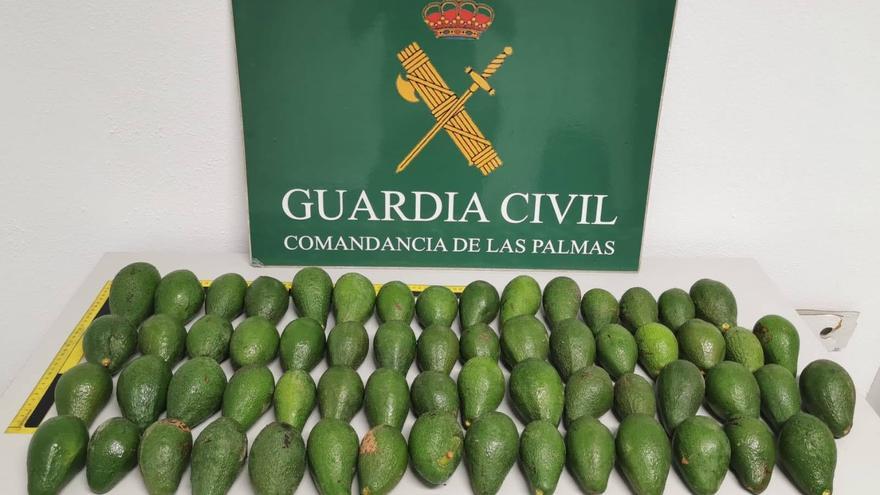 Roban cerca de una tonelada de aguacates en Gáldar