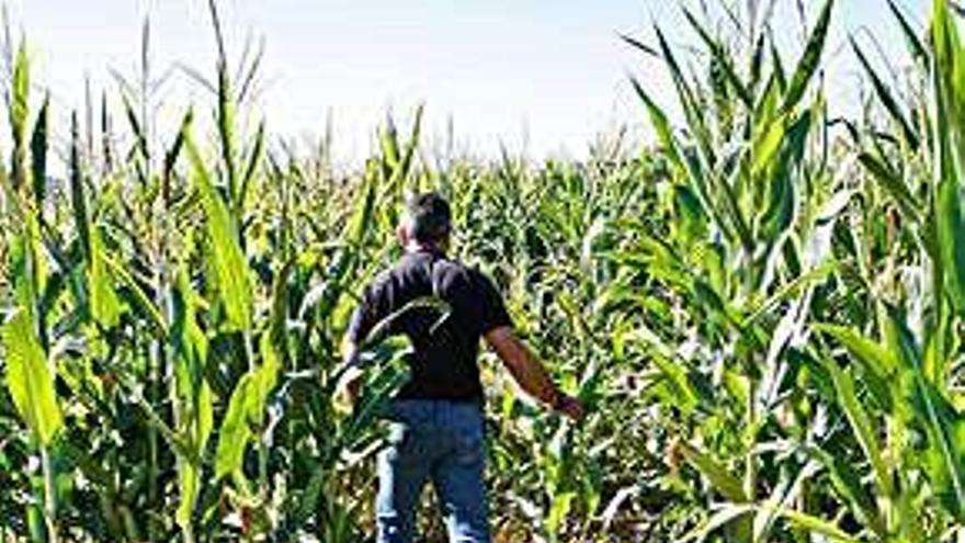 Un agricultor muestra daños del jabalí en un maizal de la provincia.