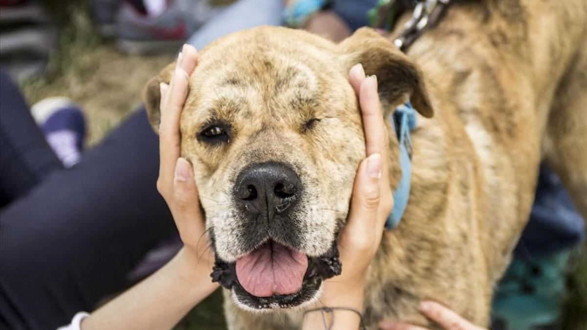 zentauroepp39452402 contra perro maltratado lu170728174736