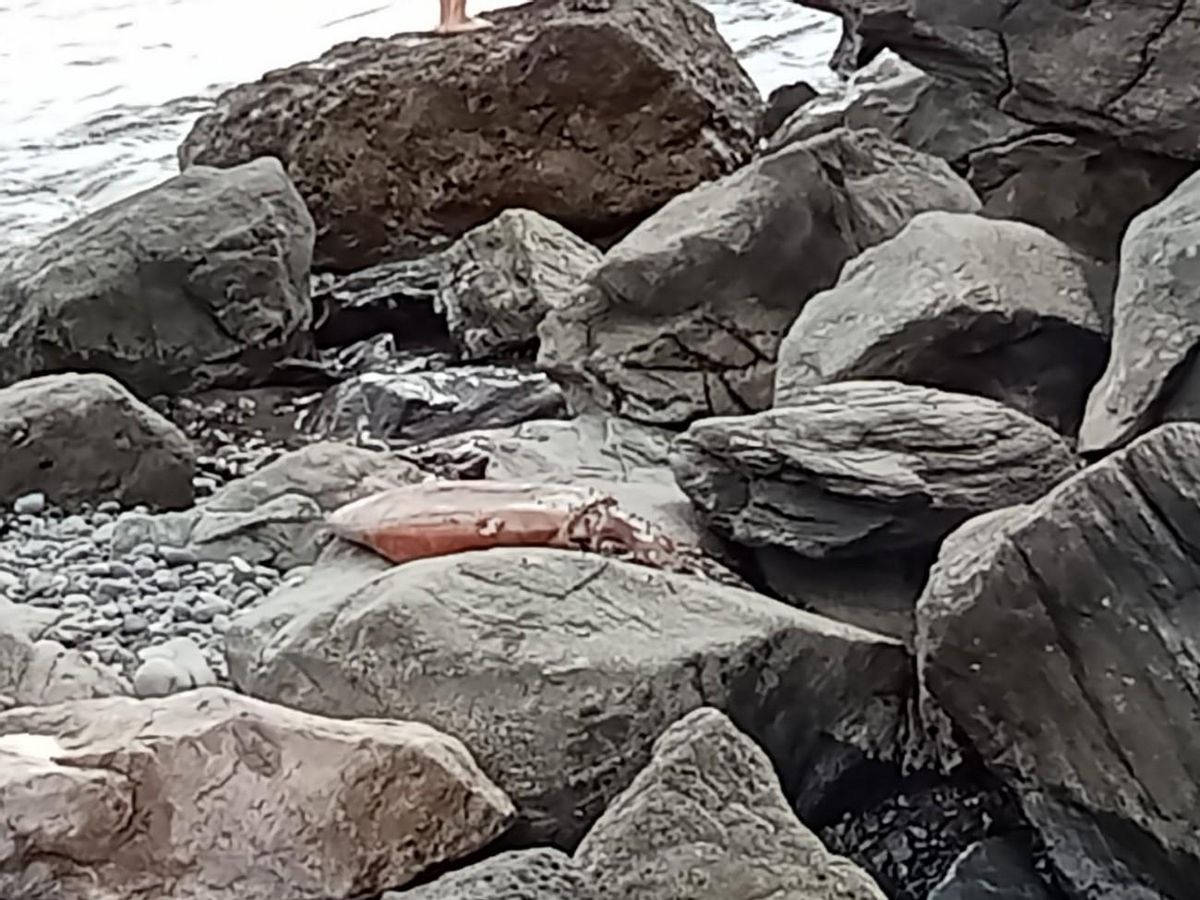 Imagen del calamar gitante que recaló en la costa de Bahía Feliz, al sur de Gran Canaria.