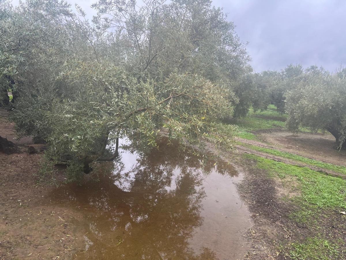 Los olivares cordobeses tras la borrasca Kristin