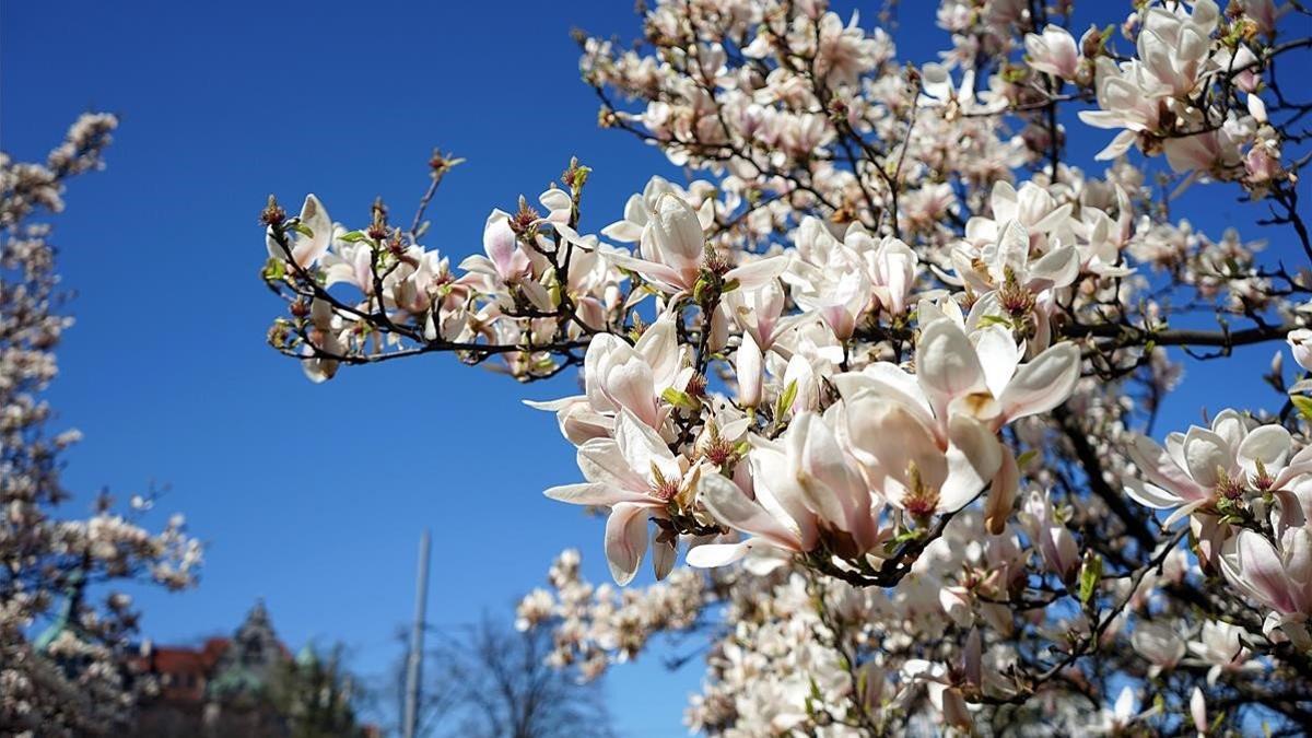 Magnolias en flor.