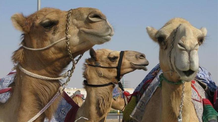 Així és el ‘virus del camell’, la letal malaltia que es podria propagar pel Mundial de futbol de Qatar