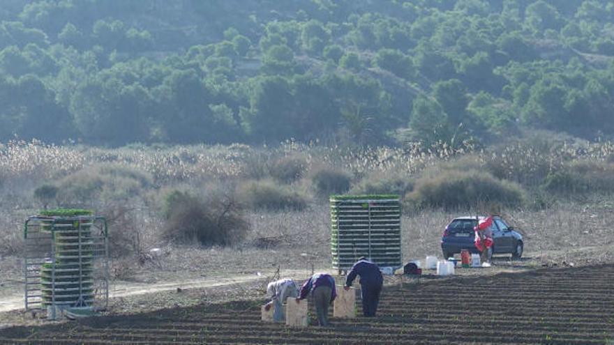 Imagen de la Cañada del Pino de Guardamar, donde existe un mosaico agrícola-forestal muy cercano al yacimiento ibérico de Cabezo del Lucero .