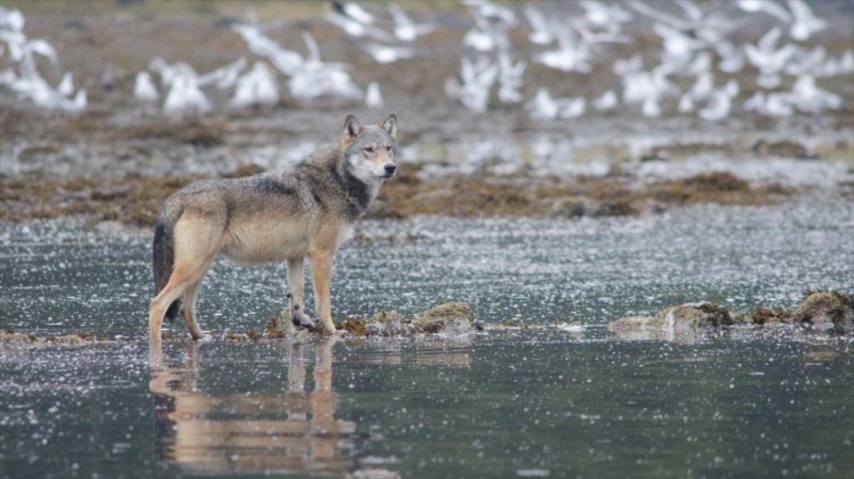 Se registró a lobos costeros usando una trampa para cangrejos y dándose un festín con arenque y carne de león marino empleada como cebo.