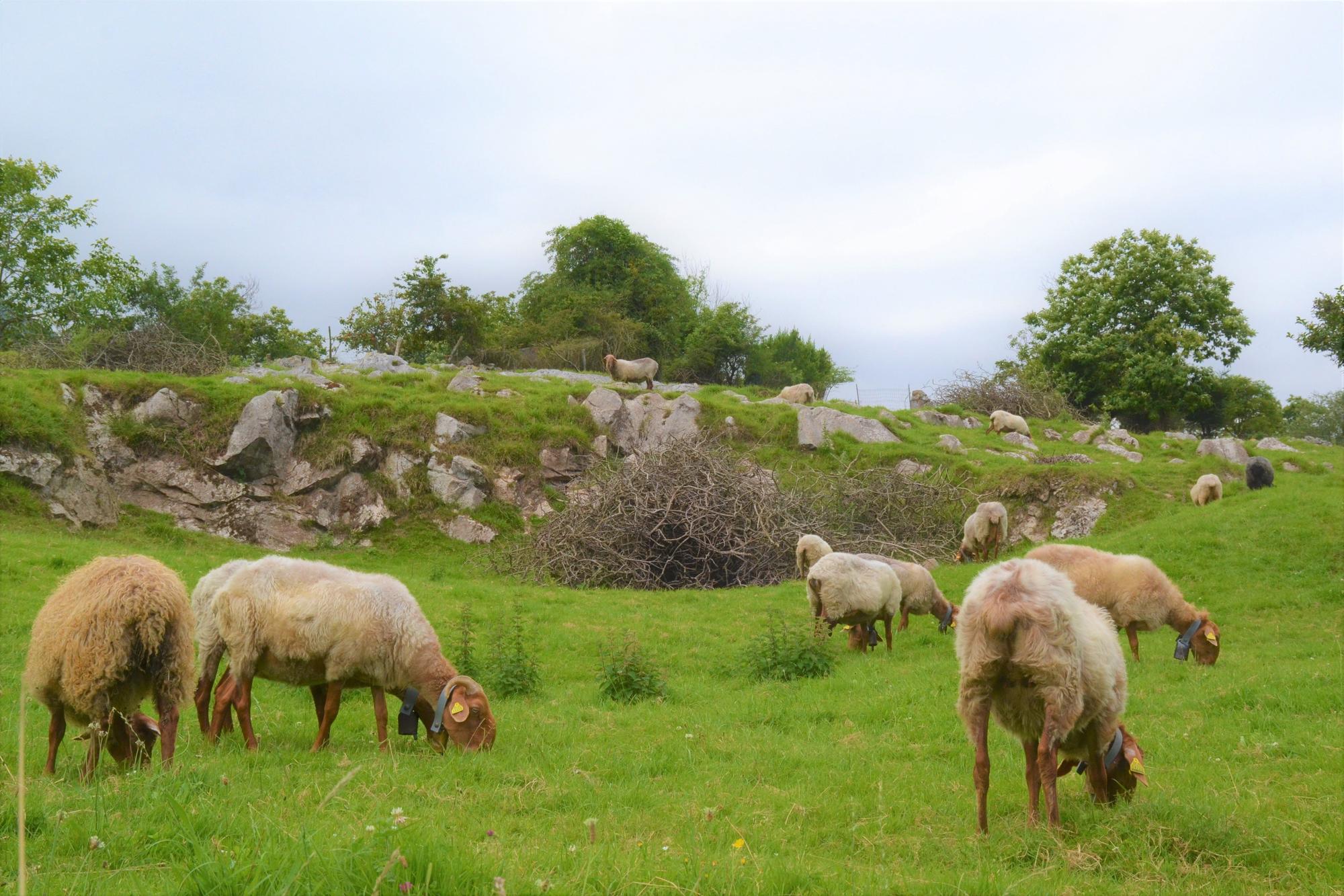 De ruta por Porrúa: siete kilómetros de  postal de la Asturias rural