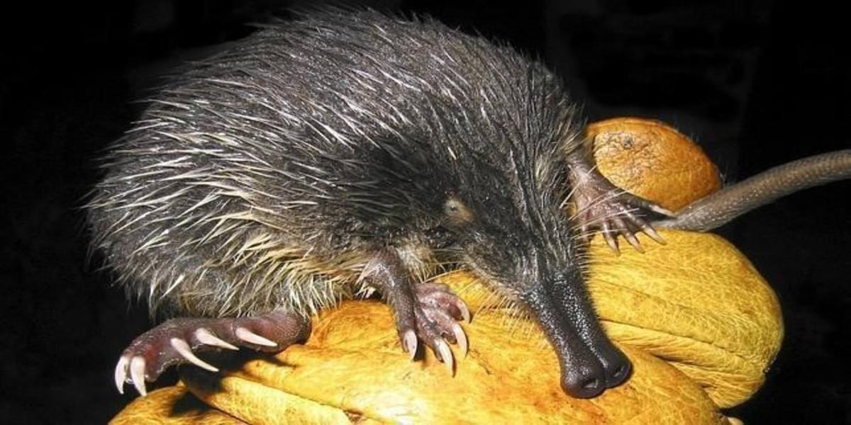 Desmán ibérico, que pasa de ser vulnerable a estar en peligro crítico de extinción