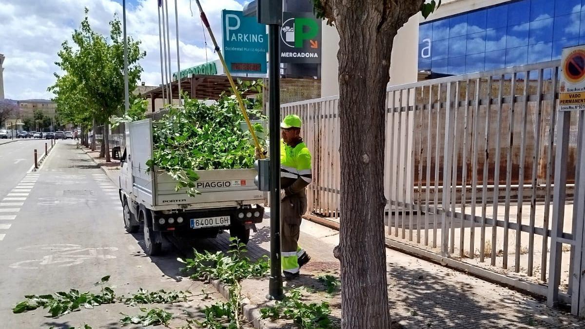 Operarios municipales realizan trabajos de refaldeo en más de 3.000 árboles repartidos por todo el municipio de Murcia.