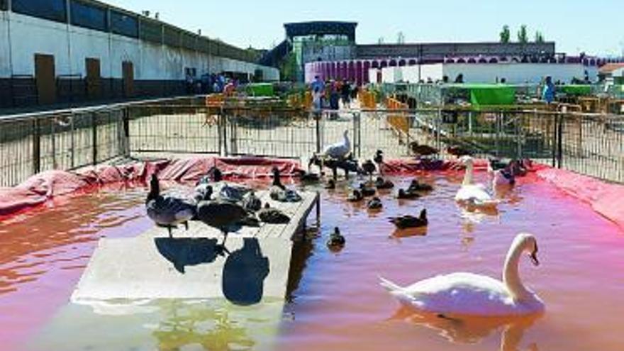 Exhibición de aves en la Femag.