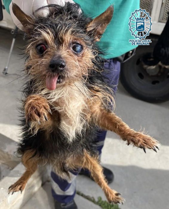 Perros intervenidos por el GRUPONA de la Policía Local de Málaga.