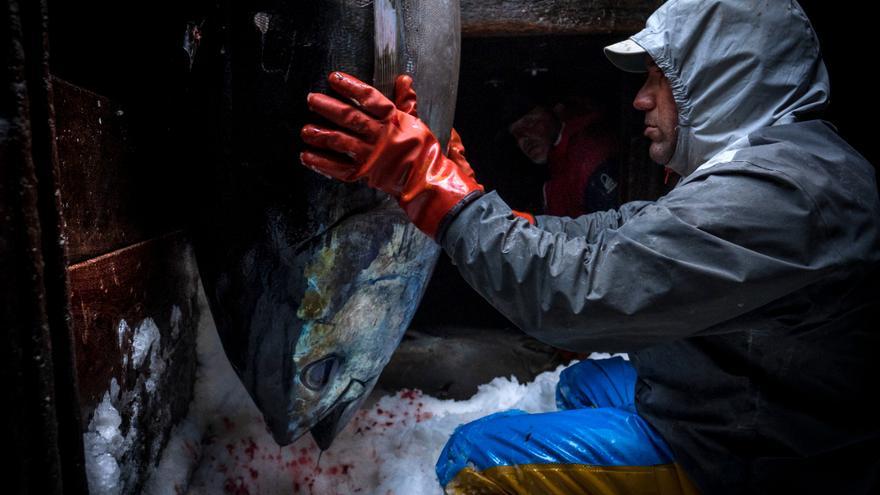 Arranca la campaña del atún rojo con retraso y más margen para los pescadores