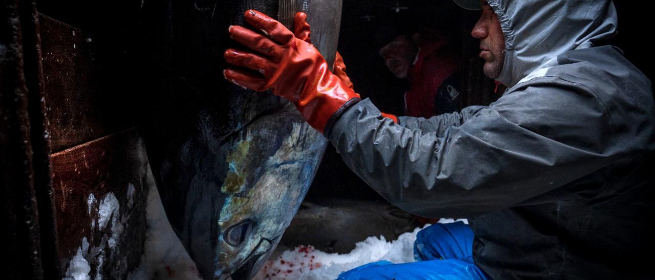 Un pescador trabaja con un atún en la cámara frigorífica de la embarcación.