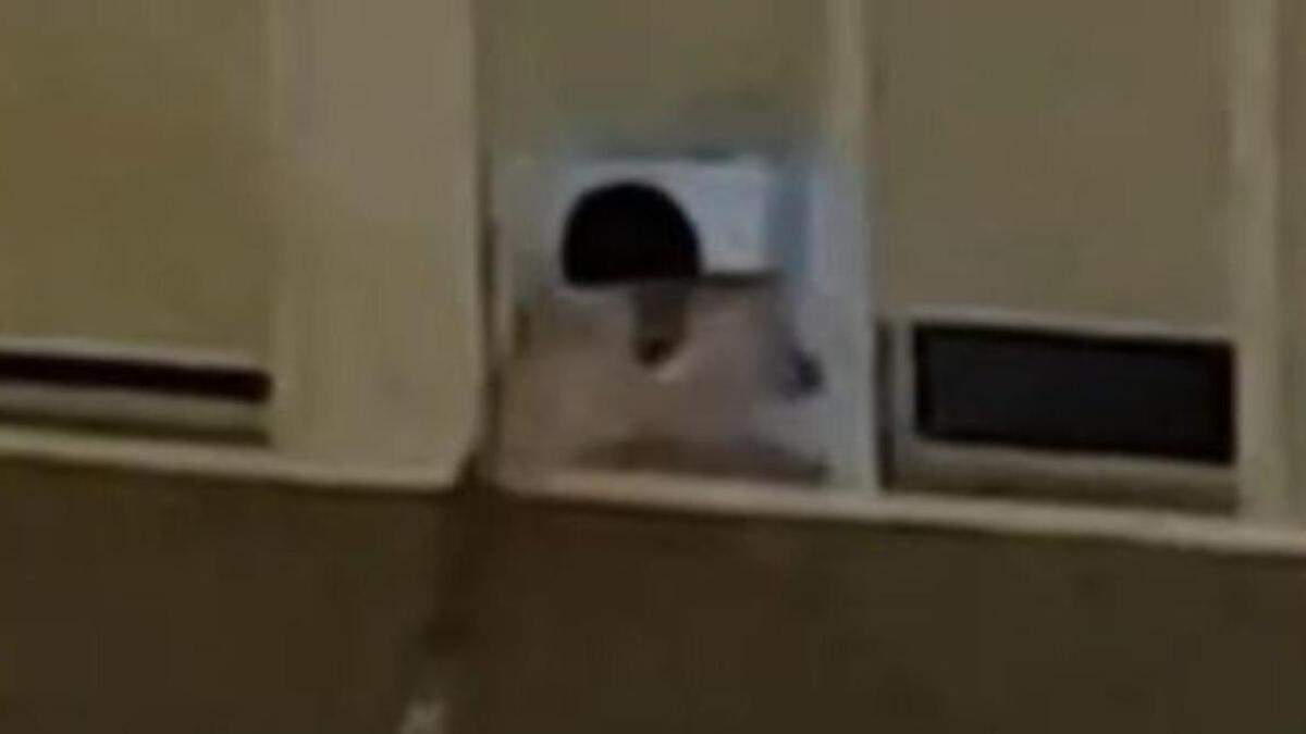 Un joven lanza artefactos explosivos caseros porque le molesta el ruido del Carnaval de Las Palmas de Gran Canaria