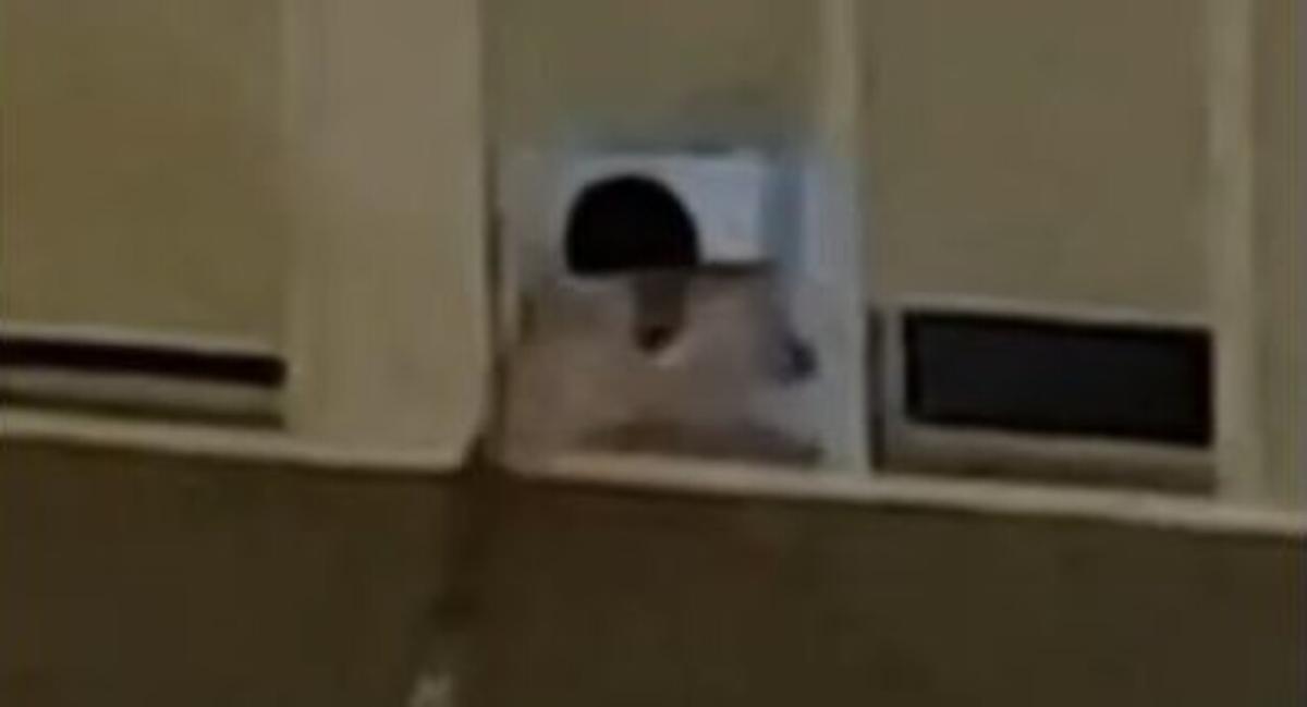 Un joven lanza artefactos explosivos caseros porque le molesta el ruido del Carnaval de Las Palmas de Gran Canaria