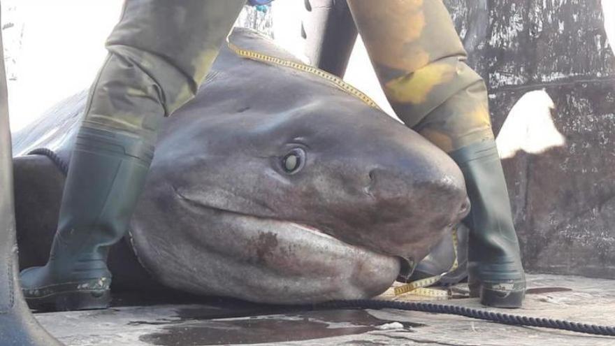 Una imagen de la captura en aguas de Mallorca de un tiburón cañabota.