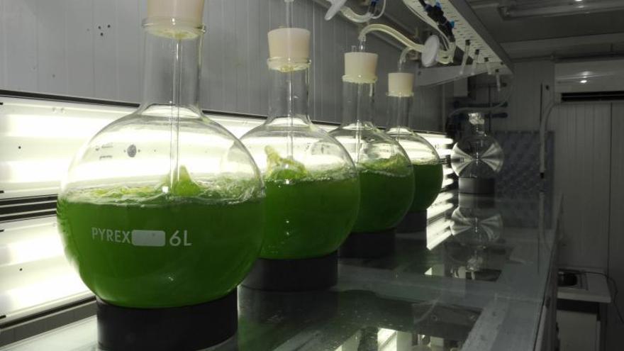 Las empresas se han consolidado en la Región de Murcia para cultivar microalgas como la espirulina | L.O.