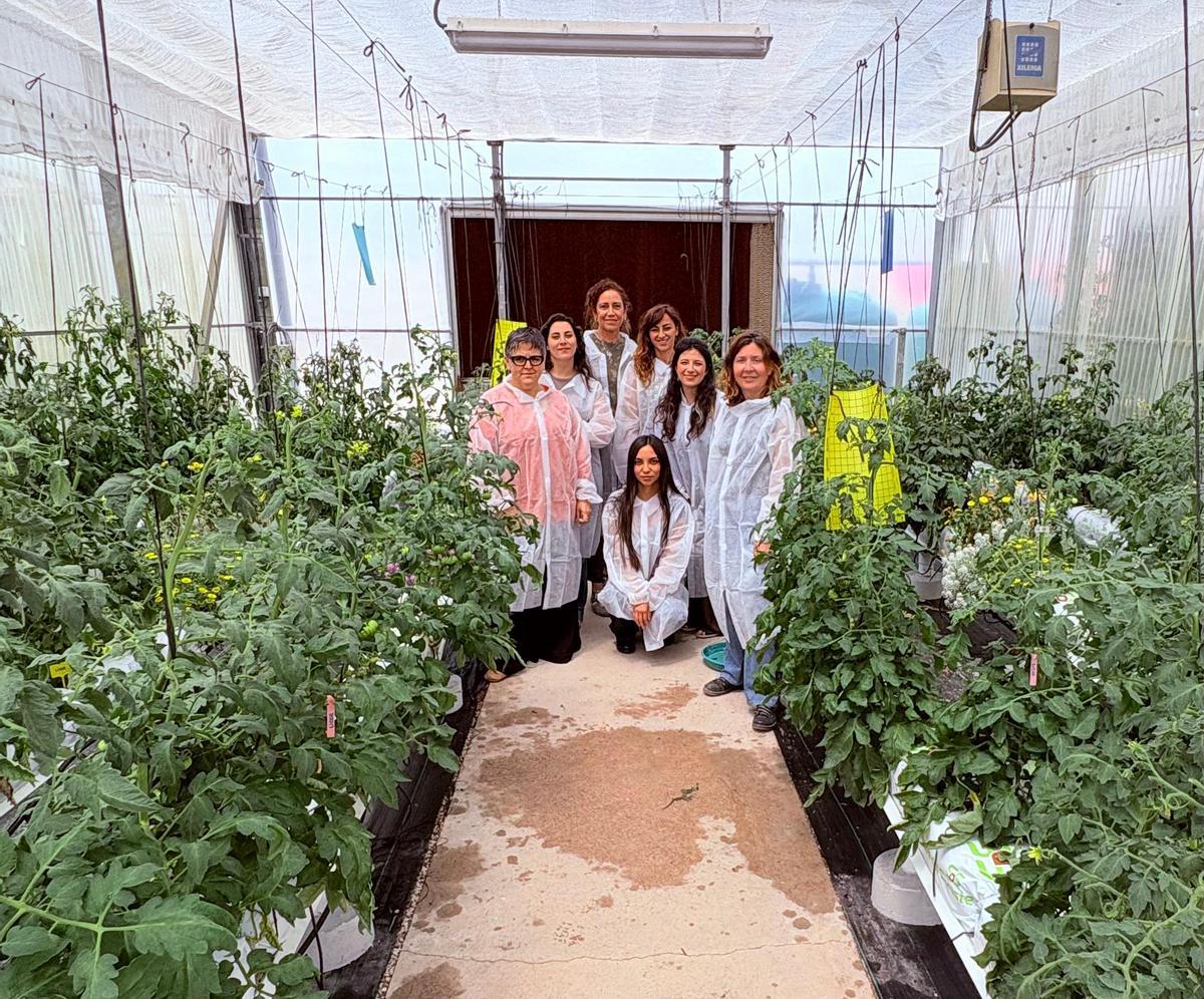 El equipo de investigadoras del CEBAS-CSIC que trabaja en un proyecto pionero que busca recuperar variedades tradicionales de tomate de la Región.