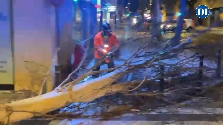 Vídeo: Recogida de un árbol arrancado por la tormenta en el centro de Ibiza