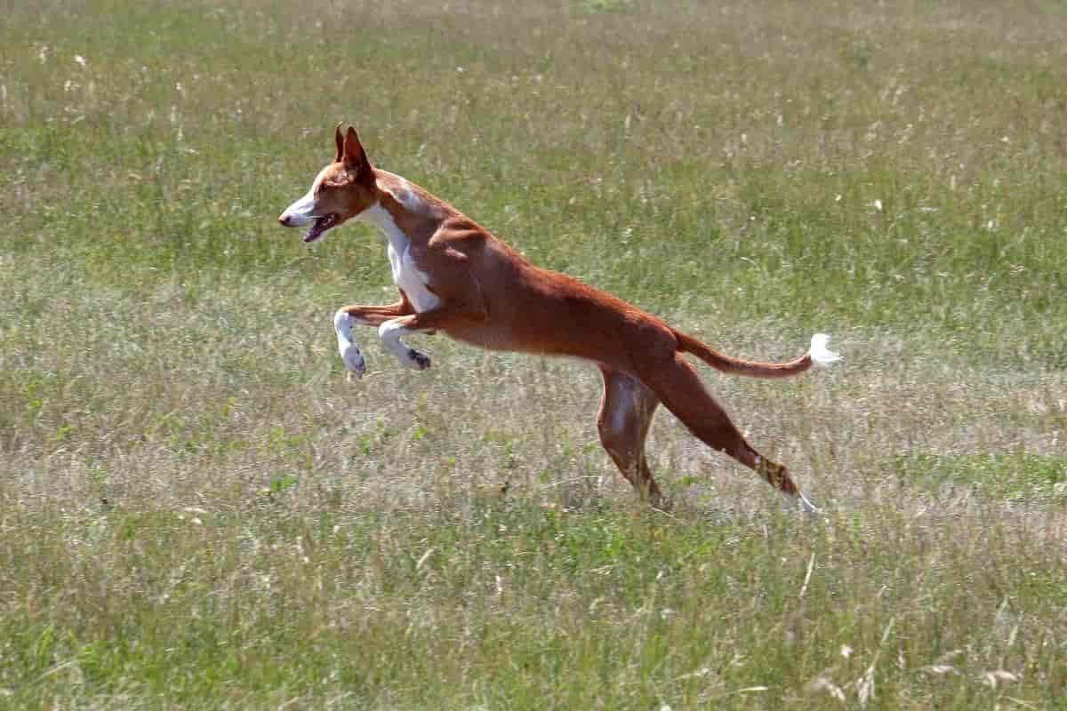 Podenco Ibicenco: una de las mejores razas de perros de caza menor