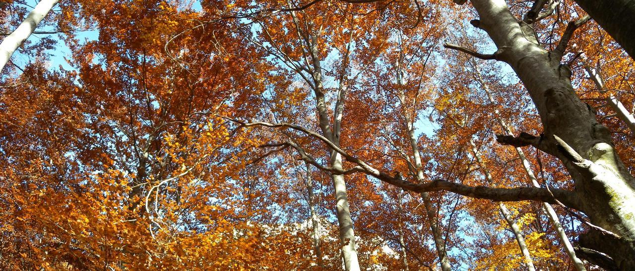 Un bosque en pleno otoño.