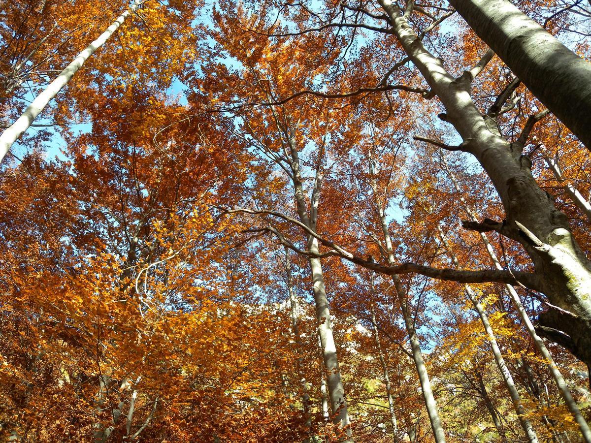 Un bosque en pleno otoño.